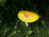 Amanita muscaria image