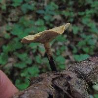 Polyporus varius image