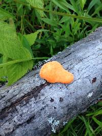 Pycnoporus cinnabarinus image