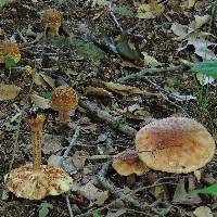 Amanita rubescens image