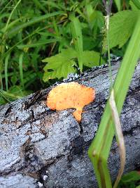 Pycnoporus cinnabarinus image