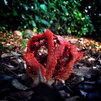 Clathrus ruber image