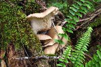 Pleurotus ostreatus image