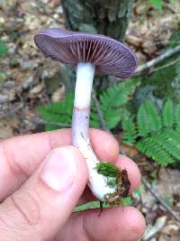 Cortinarius iodes image