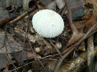 Lycoperdon perlatum image