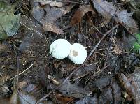 Lycoperdon perlatum image