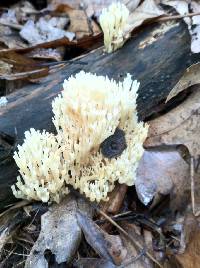 Artomyces pyxidatus image