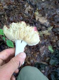 Russula xerampelina image