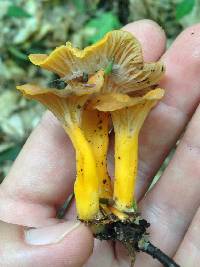 Craterellus tubaeformis image