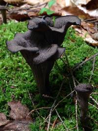 Craterellus cornucopioides image