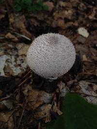 Lycoperdon perlatum image