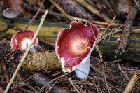 Image of Russula puellaris