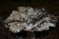 Russula brevipes image