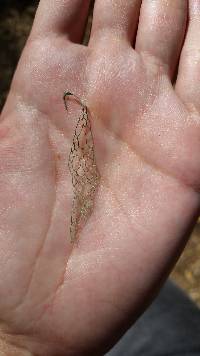 Ramalina menziesii image