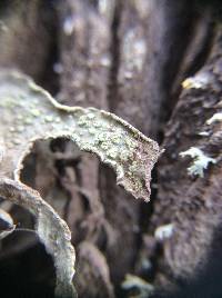 Ramalina subleptocarpha image