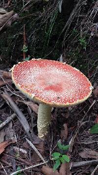 Amanita muscaria image