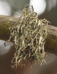 Ramalina subleptocarpha image