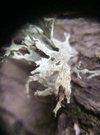 Ramalina canariensis image