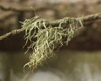 Ramalina farinacea image