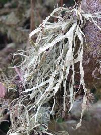 Ramalina farinacea image