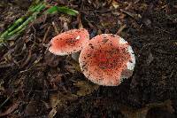 Russula emetica image