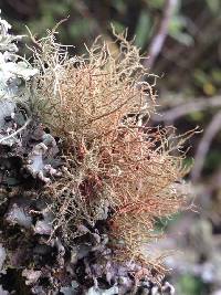 Usnea rubicunda image