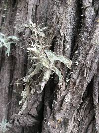 Ramalina subleptocarpha image