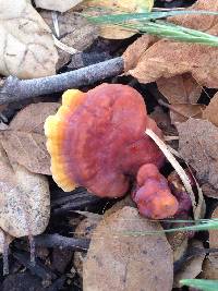 Ganoderma polychromum image