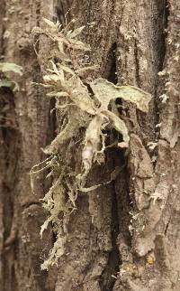 Ramalina subleptocarpha image