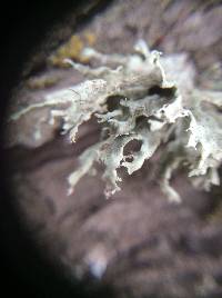 Ramalina canariensis image