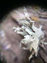 Ramalina canariensis image