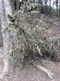 Ramalina farinacea image