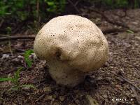 Calvatia craniiformis image