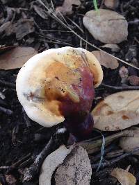 Image of Ganoderma polychromum