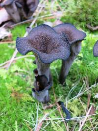 Craterellus cornucopioides image