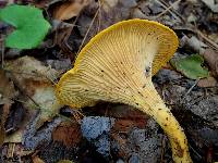 Cantharellus minor image