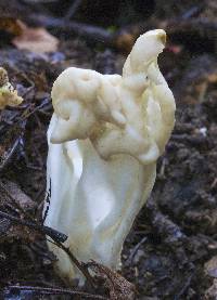 Helvella crispa image