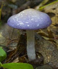 Cortinarius iodes image