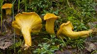 Cantharellus lateritius image