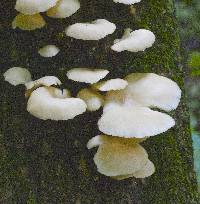 Pleurotus pulmonarius image