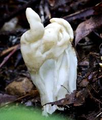 Helvella crispa image