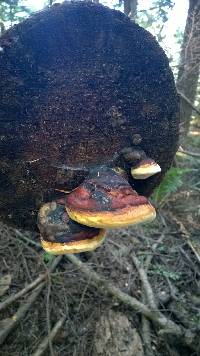 Fomitopsis pinicola image