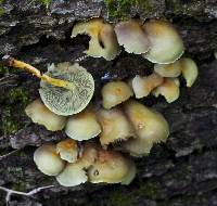 Hypholoma fasciculare image