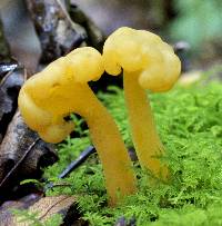 Leotia lubrica image