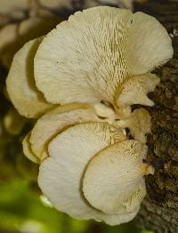 Pleurotus pulmonarius image