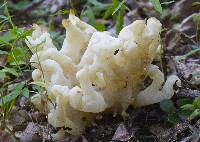 Image of Tremella sparassoidea