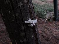 Schizophyllum commune image