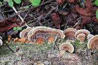 Trametes versicolor image
