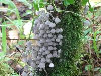 Coprinellus disseminatus image