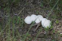 Lycoperdon perlatum image